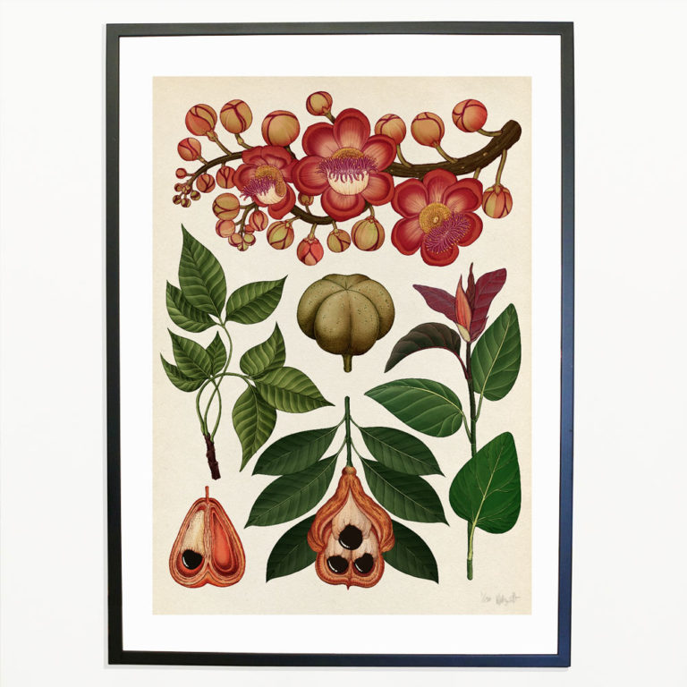 Botanicum Prints Katie Scott