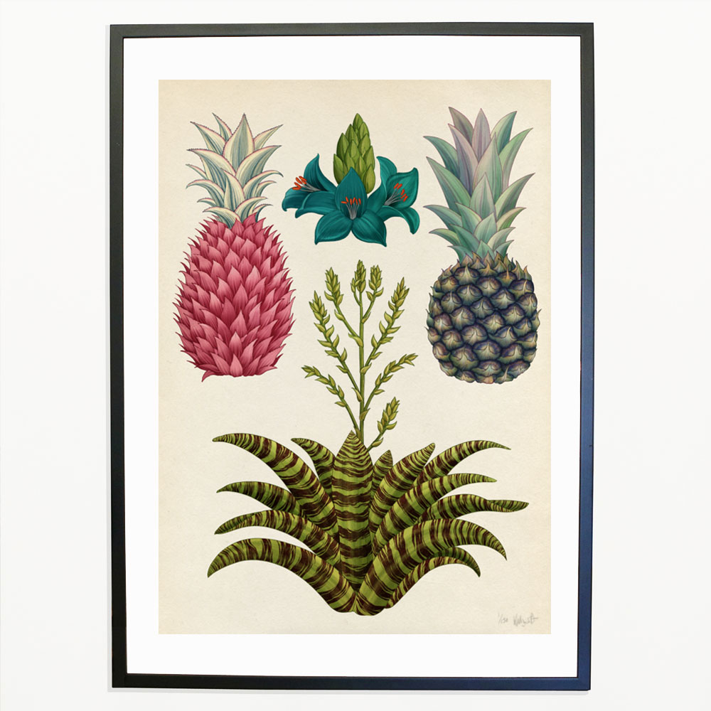 Bromeliads Print – Katie Scott